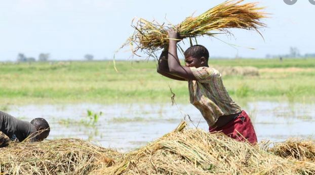 Future of Kenya’s economy relies on agriculture