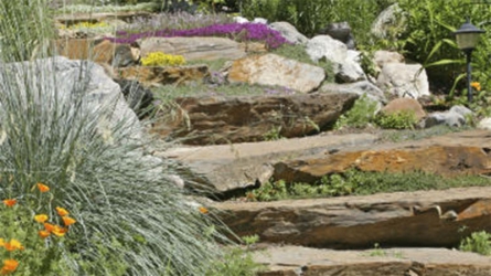 Gardening and landscaping: How to grow alpine plants