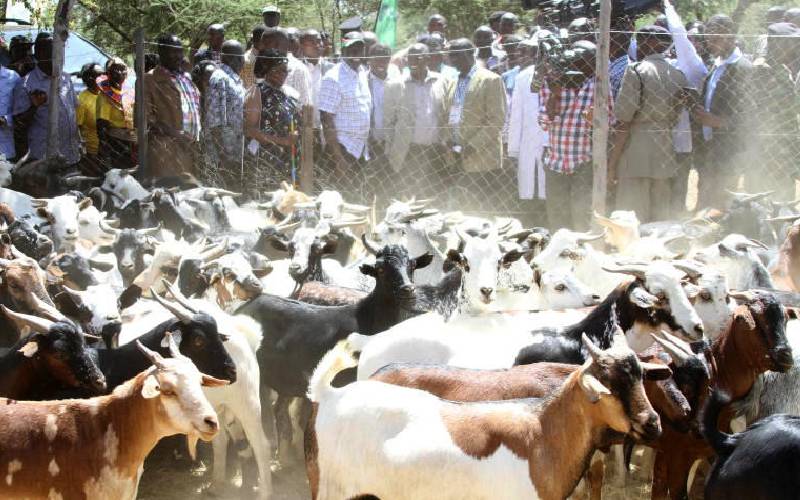 Gloom for residents as famous goat auction fails to take place