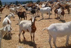 Two boys abducted after raiders attack village stealing over 300 goats