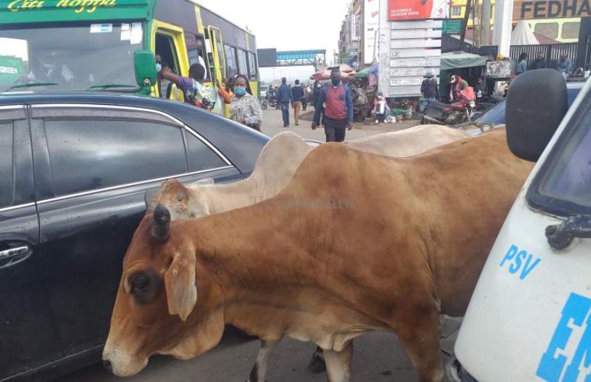 Cows roaming along Outer Ring Road, Nairobi 