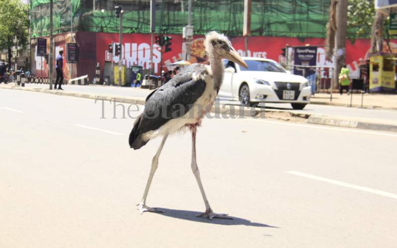 Nairobi Marabou Storks lose their home to Expressway