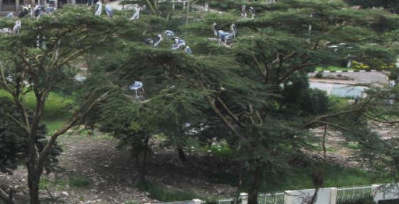 How our cities can be the urban forests of the future