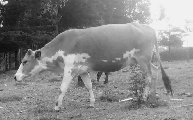 How Sh 20,000 "golden cow" has killed 8 people