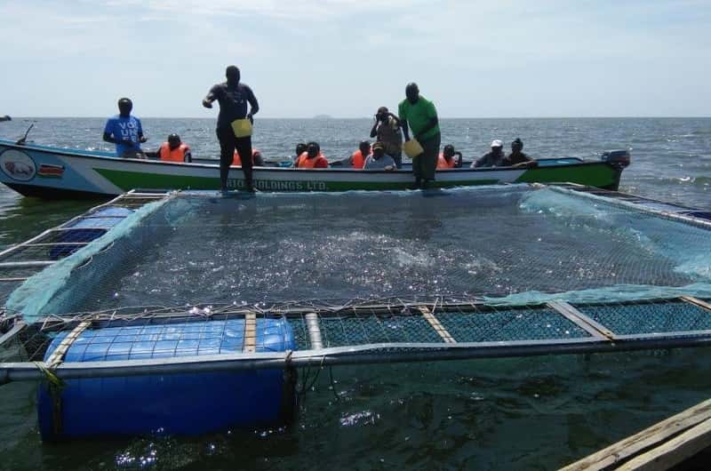 Illegal fishing denies Kenya Sh10b revenue