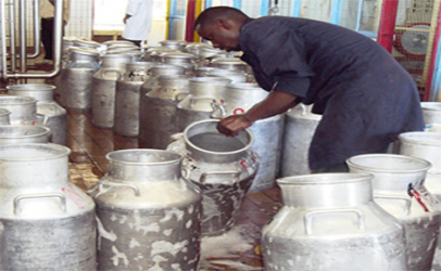 Milk production in North Rift drops as drought prolongs