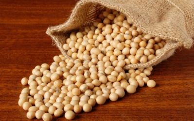 Invest in local Soybean value chains