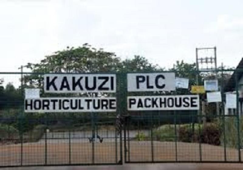 Kakuzi braces for dip in earnings amid low exports