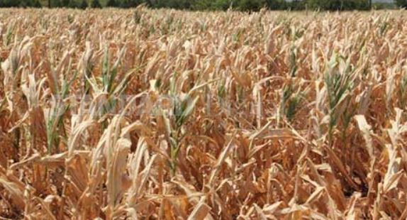 Kenya needs robust push of agricultural insurance to fight hunger