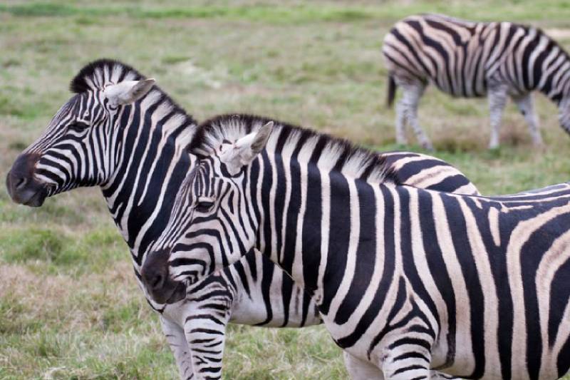 Zebra Stripes