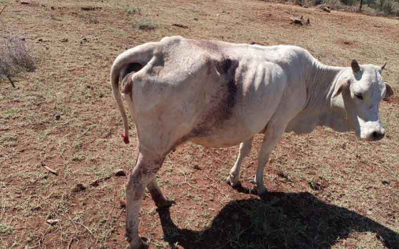 Killing, maiming of cows that shocked Rift Valley