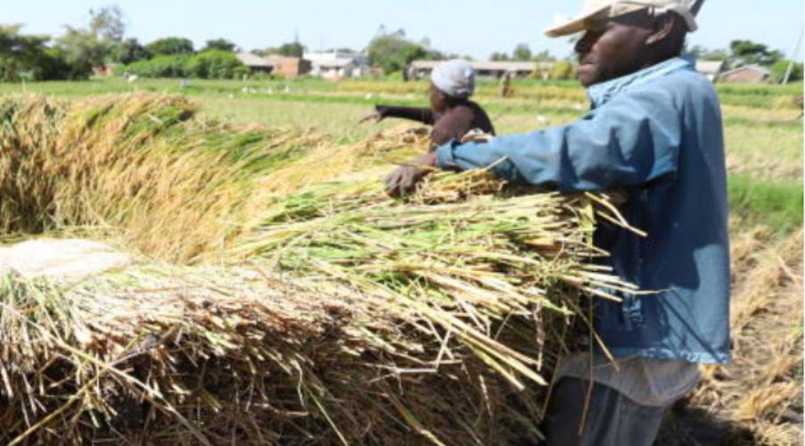 Kisumu's Sh20m rice plant estimated to triple milling
