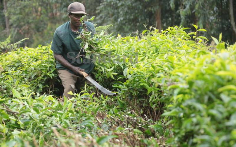 KTDA moots plan to replace aged tea bushes