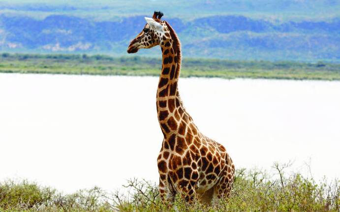 KWS to the rescue of animals marooned on disappearing island