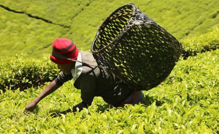 Lobbies approve key tea reforms