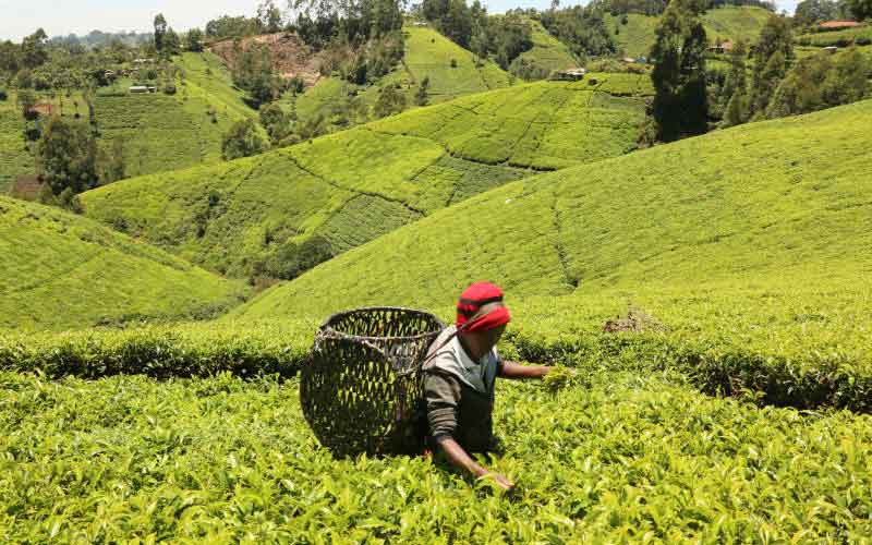 Looming shutdown of tea auction sends jitters in EAC