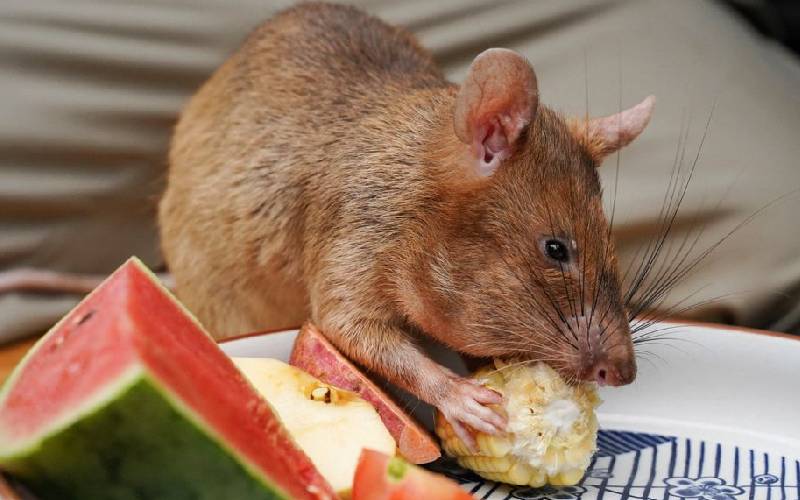 Magawa, ‘tikus pahlawan’ yang mengendus 71 ranjau darat, meninggal saat pensiun