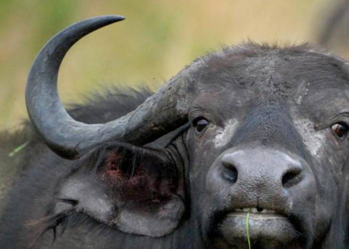 Garissa man loses manhood in buffalo attack