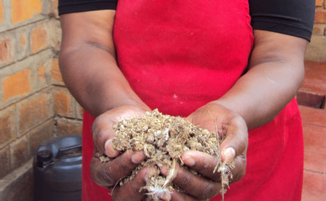Mixture of quail droppings and ash 'magic' fertiliser for healthy crops 