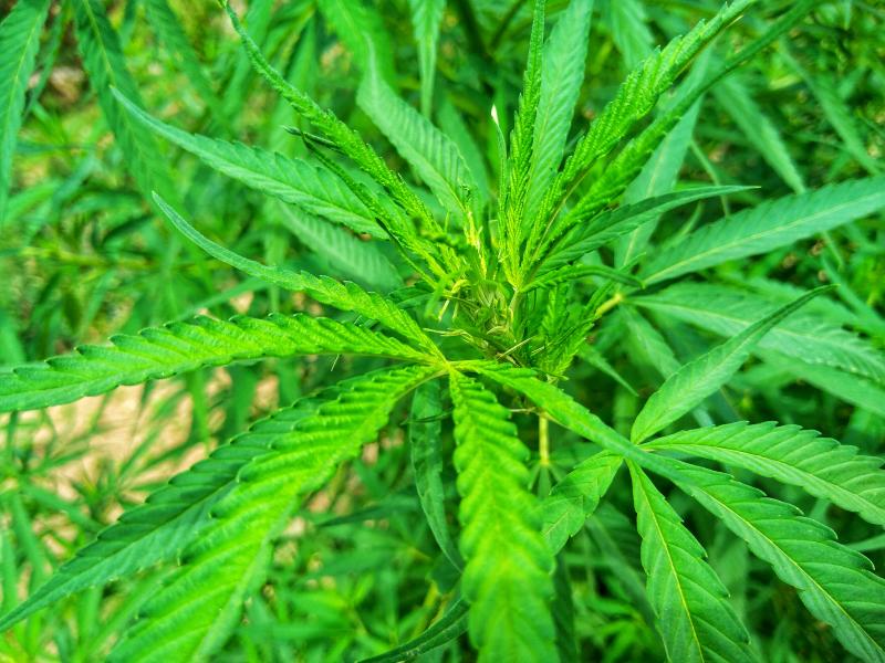 Marijuana can ‘block Covid-19 virus’… but don’t celebrate yet 