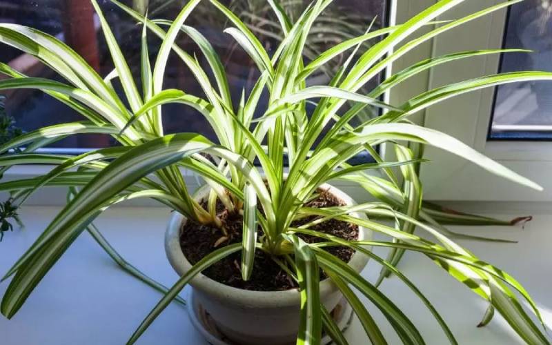 How to Grow and Care for Spider Plants