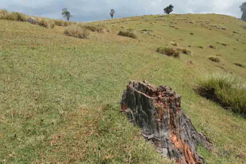 MPs should reject Bill that endangers forests