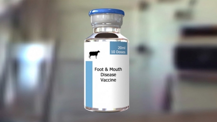 New oil-based foot and mouth disease vaccine effective