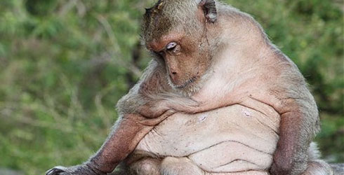 Pet monkeys hit by 'lifestye' obesity epidemic 