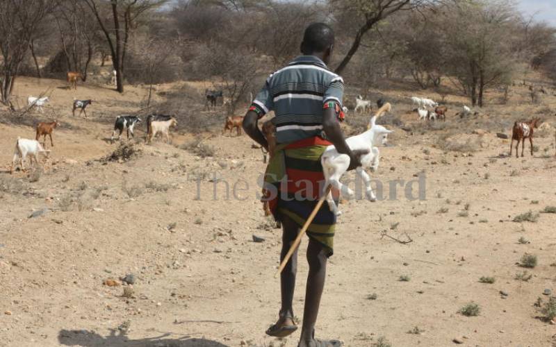 Raiders shoot herder dead at border, steal 250 cattle