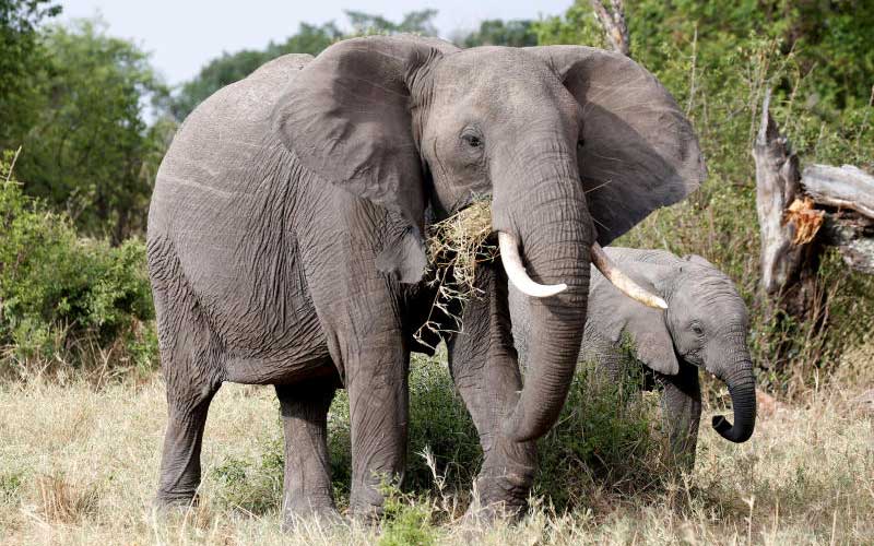 Quickly probe death of hundreds of elephants in Botswana