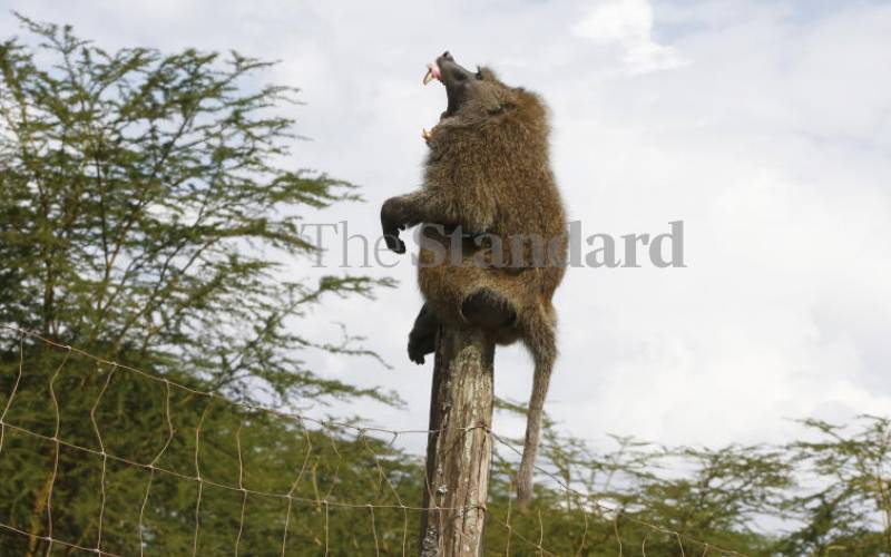 A baboon yawning on a pole at Lake Nakuru.