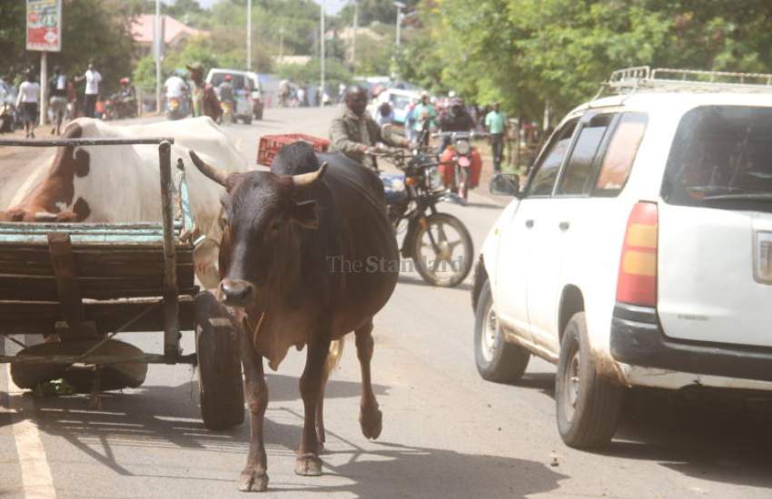 Cow roaming Isiolo Kasarani Market