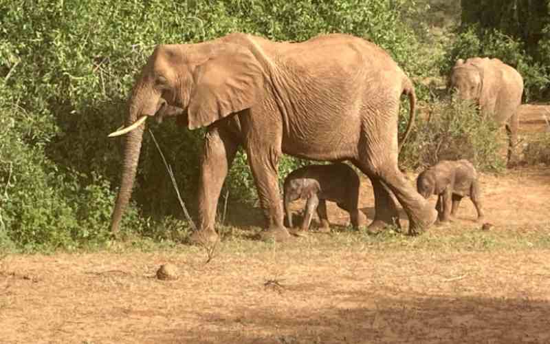 Rare event as elephant begets twin calves