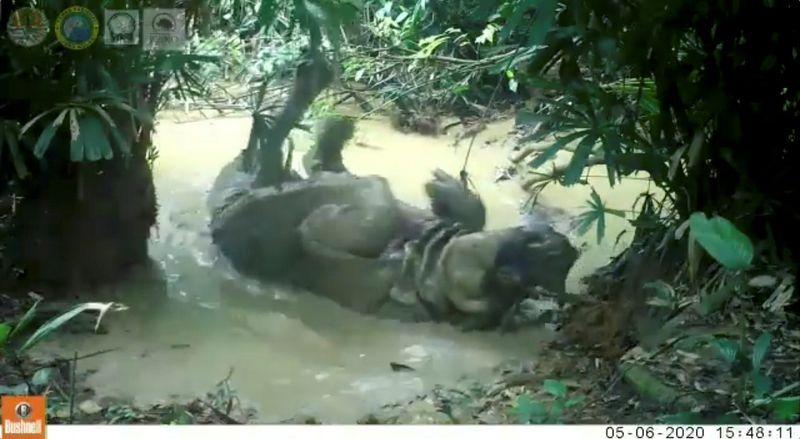 Rare Javan Rhino captured on hidden camera in gleeful mudbath