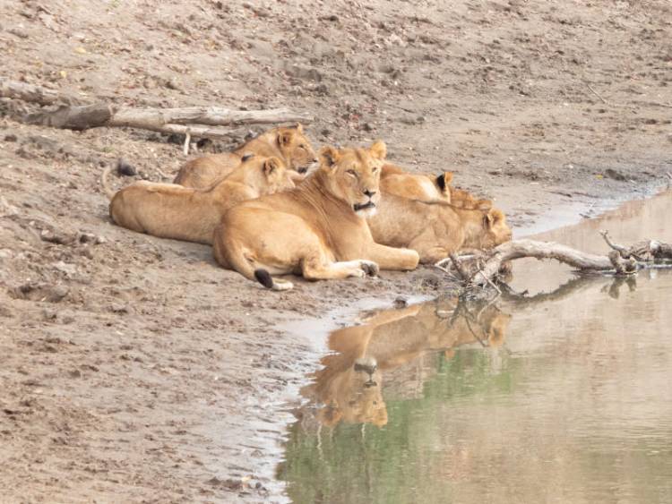 Stray lions kill four people in Narok - The Standard