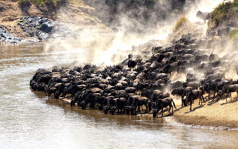 The annual Great Migration of wildebeest and other grazing herbivores across the Serengeti-Mara ecosystem is one of the greatest spectacles in the natural world. About 200 000 zebra and 500 000 Thomson's gazelle and at least one million wildebeest partake to this journey. [Courtesy]