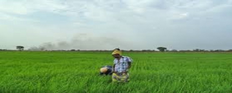 Sh200 million equipment boost for Kisumu County rice farmers