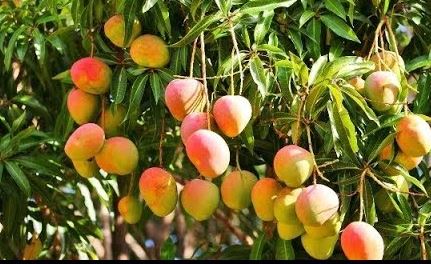 Sh7.5m Hola mango plant ready for commissioning