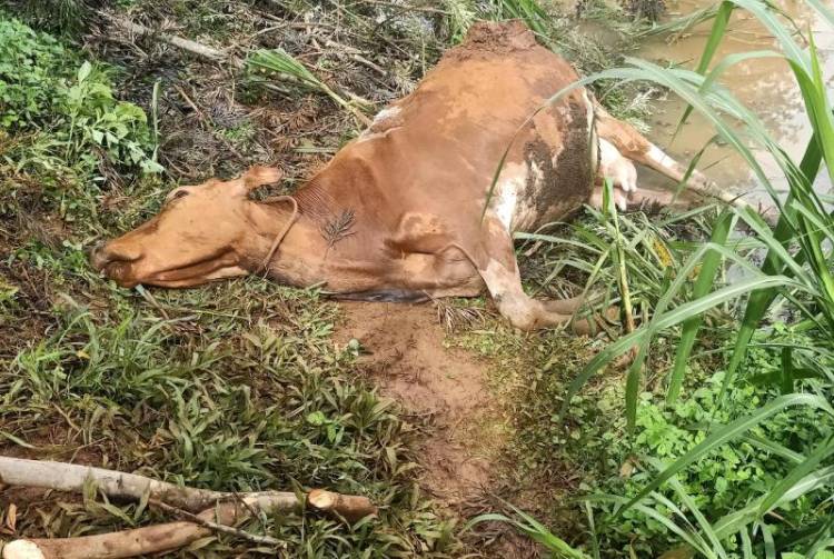 Signs heartwater disease in ruminants and how to treat it FarmKenya