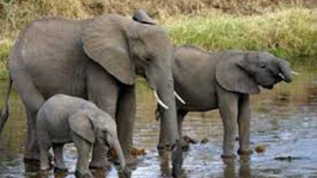Stray elephants wreck havoc in Solai