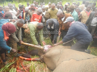 KWS officers in Meru shoot dead stray elephant
