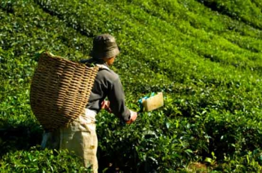 Tea output to increase by 13pc despite strikes