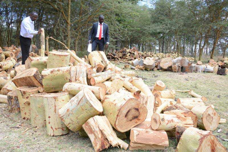 200 trees cut a day after ban on logging