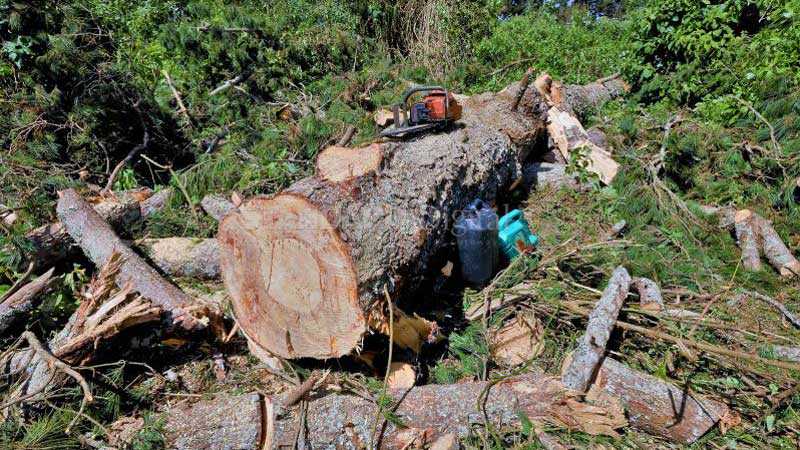 Ban on logging leaves hundreds jobless