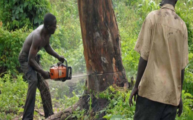 Blow to sawmillers as Tobiko extends ban on logging