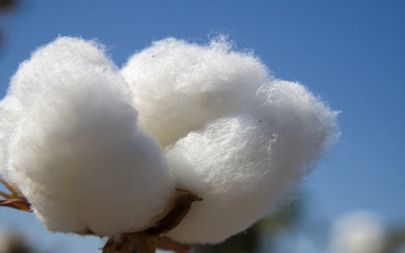 Cabinet gives nod to GMO cotton growing