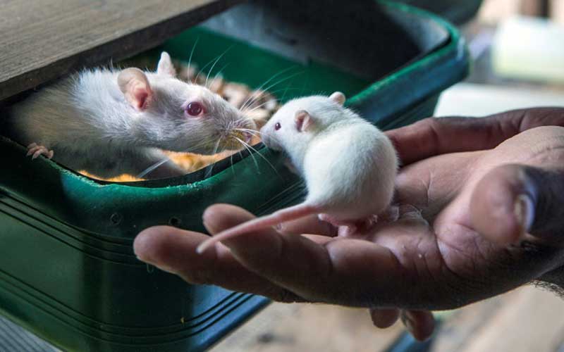 Can diet help cancer treatment? Study in mice offers clues