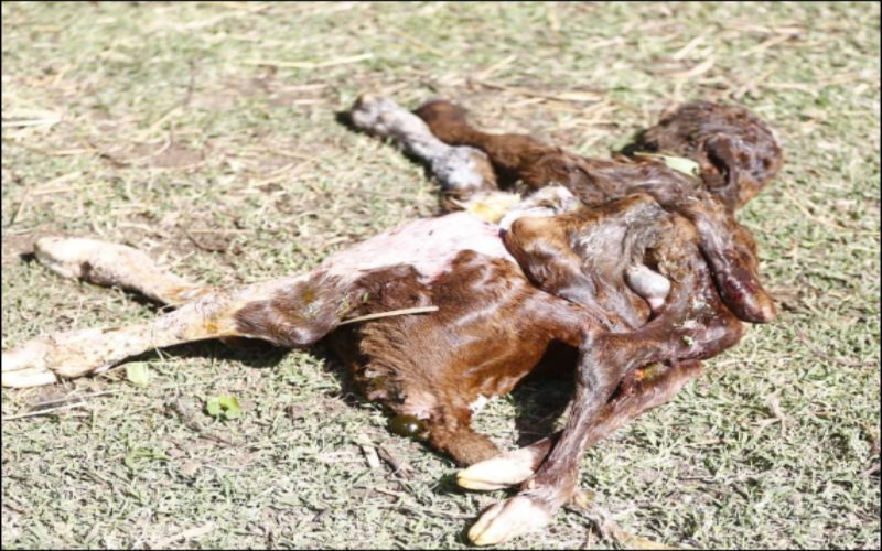 Cow gives birth to a calf with seven legs- Photos