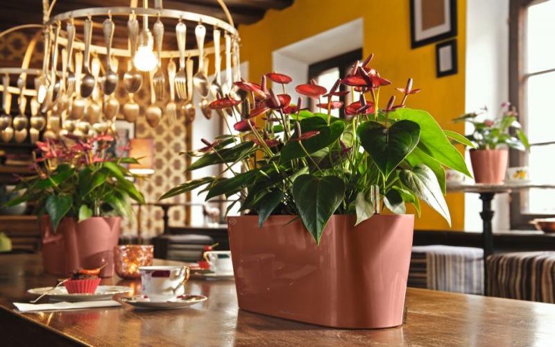 Create ambiance with indoor plants