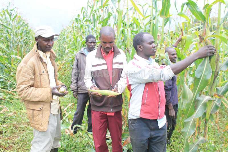 Diversification of crops will improve diet and income